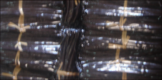 Vanille Bourbon de Madagascar